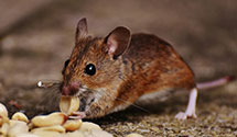 24 Hour & Emergency Exterminators in Burtonville, KY